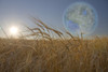 Terraformed Luna seen from field on Earth. Poster Print by Bruce Rolff/Stocktrek Images - Item # VARPSTRFF200275S