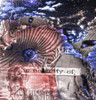Complex abstract painting. Poster Print by Bruce Rolff/Stocktrek Images - Item # VARPSTRFF200585S