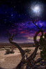 Desert Tree and Horizon. Galaxy in vivid sky Poster Print by Bruce Rolff/Stocktrek Images - Item # VARPSTRFF201127S