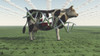 GMO Business Cow Poster Print by Bruce Rolff/Stocktrek Images - Item # VARPSTRFF201233S