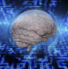 Human brain in glass sphere. Poster Print by Bruce Rolff/Stocktrek Images - Item # VARPSTRFF700028H