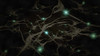 Brain neurons Poster Print by Bruce Rolff/Stocktrek Images - Item # VARPSTRFF700065H