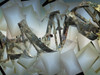 Surreal digital art. Damaged rusted DNA strands. Poster Print by Bruce Rolff/Stocktrek Images - Item # VARPSTRFF700077H