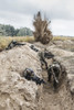 Squad of elite French paratroopers taking control of enemy trenches. Poster Print by Oleg Zabielin/Stocktrek Images (11 - Item # VARPSTZAB102350M