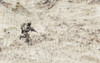 Soldier with carbine running alone through desert Poster Print by Oleg Zabielin/Stocktrek Images - Item # VARPSTZAB103218M