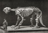 Skeleton Of A Megatherium On Display In The Natural Sciences Museum, Madrid In 1892. Megatherium Americanum Was A Genus Of Elephant-Sized Ground Sloths Native To South America From La Ilustracion Espa±ola Y Americana, Published 1892. Poster Print by