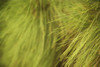 Hawaii, Kauai, Kilauea, Close-Up Of A Pine. Poster Print by Kicka Witte / Design Pics - Item # VARDPI1974817