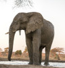 Africa, Botswana, Senyati Safari Camp. Elephant at water hole.  Poster Print by Jaynes Gallery - Item # VARPDDAF05BJY0073