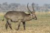 Africa, Botswana, Chobe National Park. Close-up of waterbuck.  Poster Print by Jaynes Gallery - Item # VARPDDAF05BJY0127