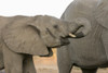Africa, Botswana, Senyati Safari Camp. Elephants at waterhole.  Poster Print by Jaynes Gallery - Item # VARPDDAF05BJY0178