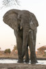 Africa, Botswana, Senyati Safari Camp. Elephant at waterhole.  Poster Print by Jaynes Gallery - Item # VARPDDAF05BJY0188