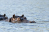 Africa, Botswana, Chobe National Park. Hippopotamus's head above water's surface.  Poster Print by Jaynes Gallery - Item # VARPDDAF05BJY0199