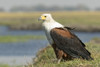 Africa, Botswana, Chobe National Park. Close-up of fish eagle on grass.  Poster Print by Jaynes Gallery - Item # VARPDDAF05BJY0223