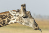 Africa, Botswana, Chobe National Park. Close-up of giraffe neck with oxpecker bird.  Poster Print by Jaynes Gallery - Item # VARPDDAF05BJY0234