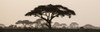 Africa, Kenya, Maasai Mara National Reserve. Silhouette of umbrella thorn acacia tree at sunset. Poster Print by Jaynes Gallery - Item # VARPDDAF21BJY0025