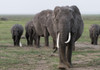 Africa, Kenya, Amboseli National Park. Elephants on the march. Poster Print by Jaynes Gallery - Item # VARPDDAF21BJY0026