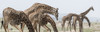 Africa, Kenya, Amboseli National Park. Close-up of giraffes drinking. Poster Print by Jaynes Gallery - Item # VARPDDAF21BJY0036