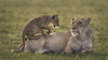 Africa, Kenya, Maasai Mara National Reserve. Lion cub playing with lioness. Poster Print by Jaynes Gallery - Item # VARPDDAF21BJY0050