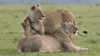 Africa, Kenya, Maasai Mara National Reserve. Female lions and cub. Poster Print by Jaynes Gallery - Item # VARPDDAF21BJY0052