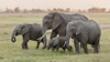 Africa, Kenya, Amboseli National Park. Elephants on the march. Poster Print by Jaynes Gallery - Item # VARPDDAF21BJY0104