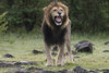 Africa, Kenya, Maasai Mara National Reserve. Snarling male lion. Poster Print by Jaynes Gallery - Item # VARPDDAF21BJY0121