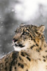 Close Up Of Snow Leopard Poster Print by Tom Soucek / Design Pics - Item # VARDPI2289344