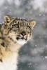 Close Up Of Snow Leopard Poster Print by Tom Soucek / Design Pics - Item # VARDPI2289330