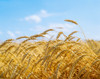Wheat Field Poster Print by The Irish Image Collection / Design Pics - Item # VARDPI1813174