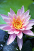 A Pink Water Lily Close Up. Poster Print by Kicka Witte / Design Pics - Item # VARDPI2424853