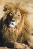 Portrait Of Male Lion Africa Poster Print by Tom Soucek / Design Pics - Item # VARDPI2289154