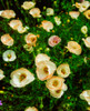 Papevar Rhoeas Poster Print by The Irish Image Collection / Design Pics