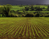 Field, Ireland Poster Print by The Irish Image Collection / Design Pics - Item # VARDPI1797974