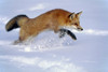 Captive Red Fox Pouncing Winter Poster Print by Tom Soucek / Design Pics