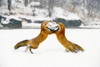 Two Captive Red Fox Play Fighting Winter Poster Print by Tom Soucek / Design Pics - Item # VARDPI2116111