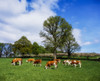 Hereford Bullocks, Ireland Poster Print by The Irish Image Collection / Design Pics - Item # VARDPI1815788