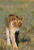 Female Lion Hiking In Grass Meadow In Africa Poster Print by Tom Soucek / Design Pics - Item # VARDPI2282930