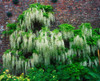 Wisteria Climbing Garden Wall Poster Print by The Irish Image Collection / Design Pics - Item # VARDPI1811435