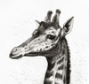 A Giraffe.  From Meyers Lexicon, Published 1924. Poster Print by Ken Welsh / Design Pics - Item # VARDPI12323809