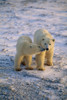 Pair Of Polar Bears Snuggling Churchill Ca Winter Poster Print by Tom Soucek / Design Pics - Item # VARDPI2170385