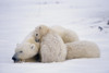 Family Of Polar Bears @ Churchill Manitoba Canada Poster Print by Tom Soucek / Design Pics - Item # VARDPI2170375