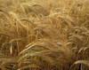 Barley Field, County Meath, Ireland Poster Print by The Irish Image Collection / Design Pics - Item # VARDPI1797949