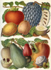 Tropical Fruit.  From Meyers Lexikon, Published 1930 Poster Print by Ken Welsh / Design Pics - Item # VARDPI12310250