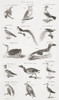 Different Types Of Birds. From An 18th Century Print Poster Print by Ken Welsh / Design Pics - Item # VARDPI12280847