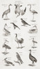 Different Types Of Birds. From An 18th Century Print Poster Print by Ken Welsh / Design Pics - Item # VARDPI12280488