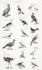 Different Types Of Birds. From An 18th Century Print Poster Print by Ken Welsh / Design Pics - Item # VARDPI12280487