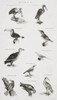 Different Types Of Birds. From An 18th Century Print Poster Print by Ken Welsh / Design Pics - Item # VARDPI12280486