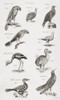 Different Types Of Birds. From An 18th Century Print Poster Print by Ken Welsh / Design Pics - Item # VARDPI12280485