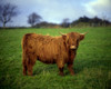 Highland Cow, County Donegal, Ireland Poster Print by The Irish Image Collection / Design Pics - Item # VARDPI1797984