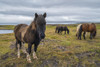 Icelandic horses in the rugged landscape; Iceland Poster Print by Robert Postma / Design Pics - Item # VARDPI12546852