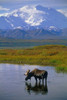 Bull Moose In Tundra Pond Mt Mckinley Denali Np Int Ak Poster Print by Tom Soucek / Design Pics - Item # VARDPI2170551